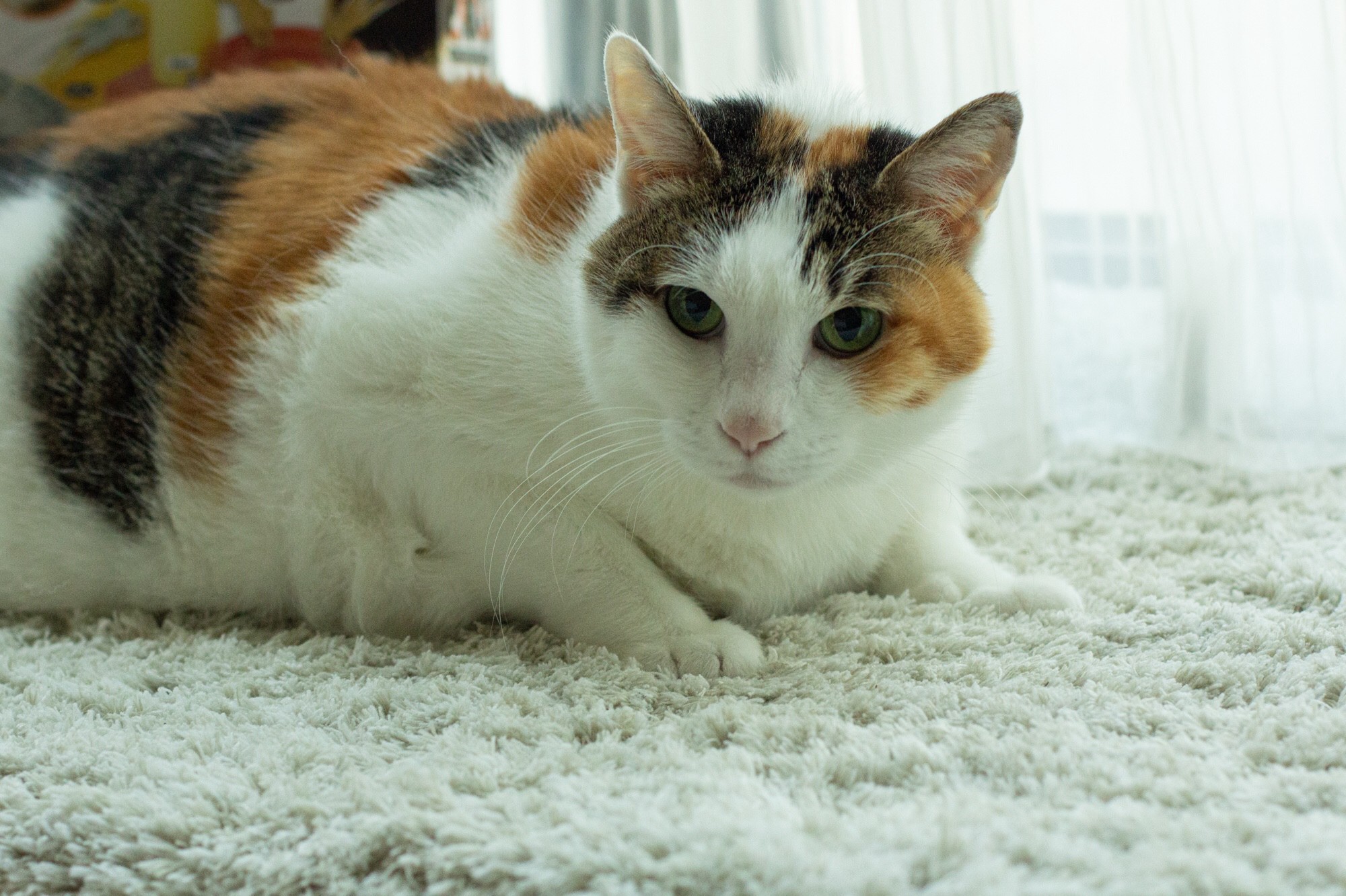 今天#猫の日
